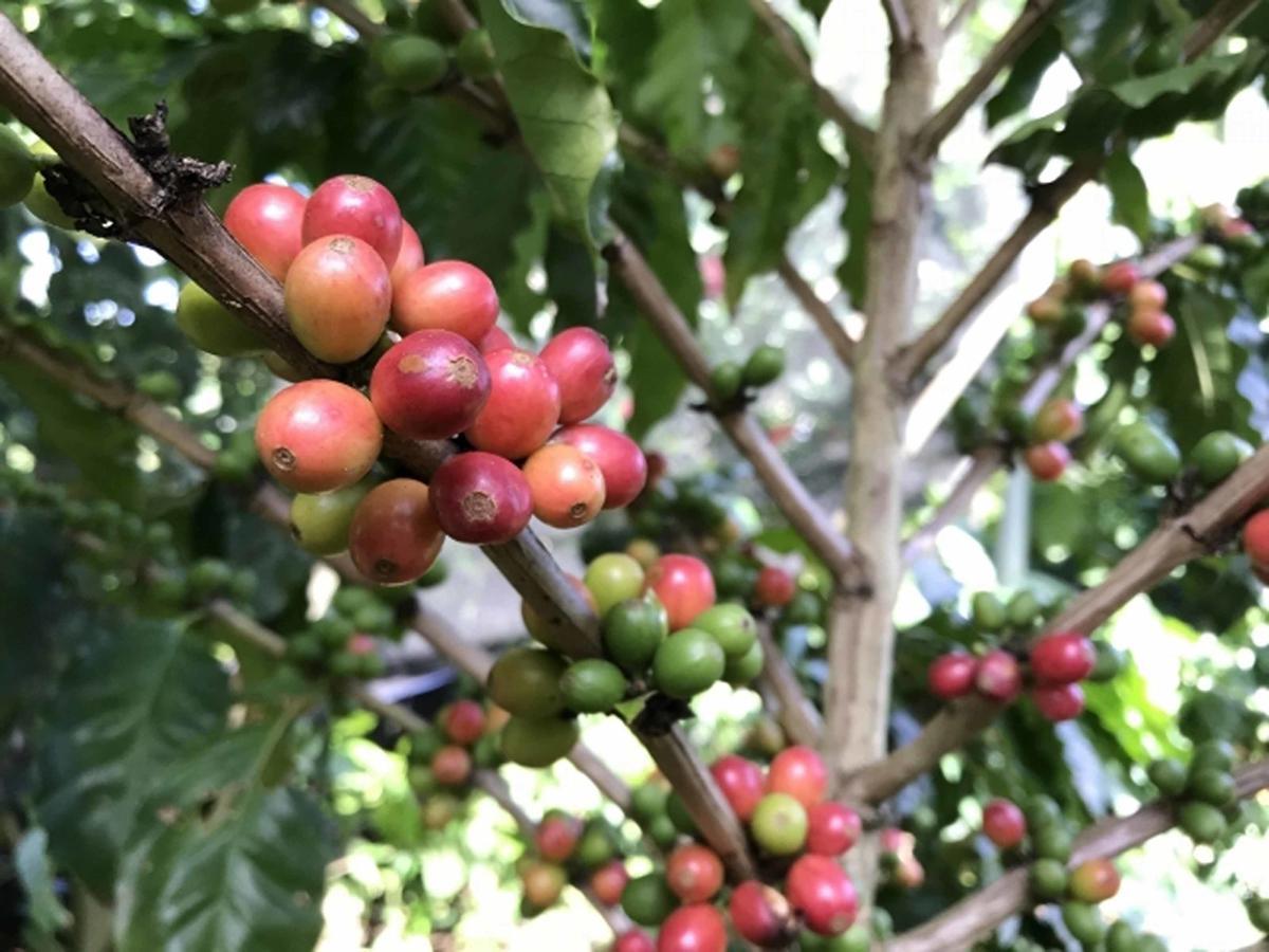 Matayoshi Coffee Farm Villa Higashi Екстериор снимка