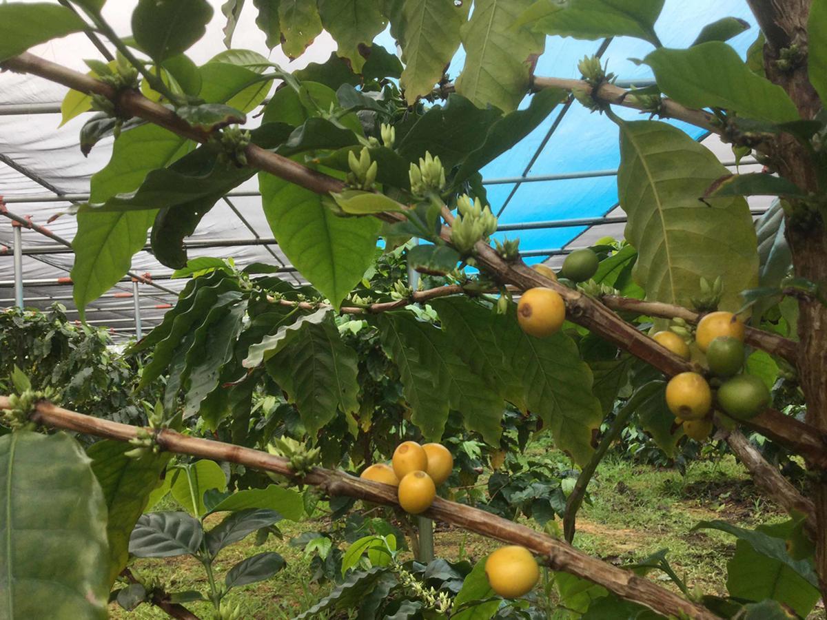 Matayoshi Coffee Farm Villa Higashi Екстериор снимка